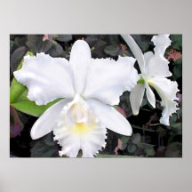 Orquídeas blancas quebradizas en un jardín sombrío poster