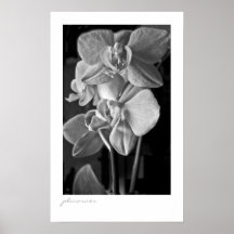 orquídeas blancos y negros dos posters