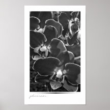 Orquídeas blancos y negros poster