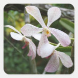 Orquídeas Calcomanía Cuadradase