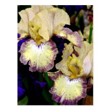 Orquídeas coloreadas vainilla postal