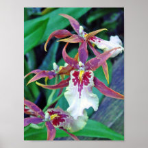 Orquídeas de Brown Posters