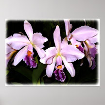 Orquídeas de Cattleya de la lavanda Posters