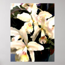 Orquídeas de marfil de Cattleya Posters