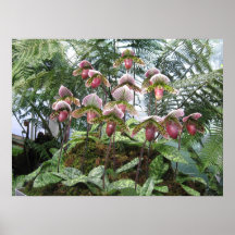 Orquídeas e impresión de los helechos poster