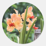 Orquídeas Etiqueta