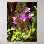 Orquídeas hawaianas salvajes poster
