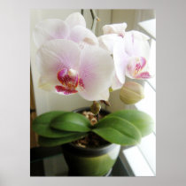 Orquídeas hermosas posters