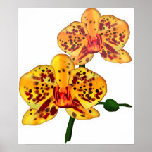 Orquídeas manchadas amarillo del Phalaenopsis Impresiones