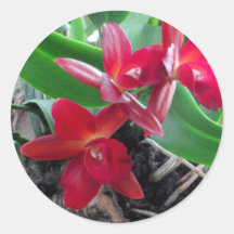 Orquídeas marrón con enmarcar oval etiqueta