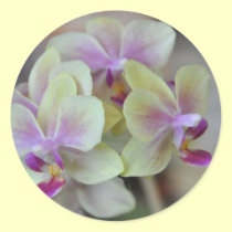 Orquídeas poner crema salvajes pegatinas
