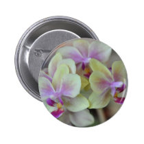 Orquídeas poner crema salvajes botones
