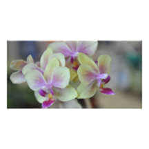 Orquídeas poner crema salvajes plantilla para tarjeta de foto
