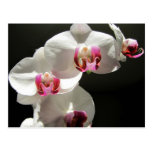Orquídeas Postales