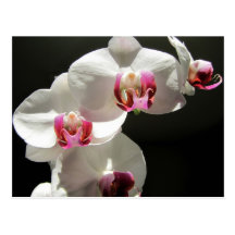 Orquídeas Postales