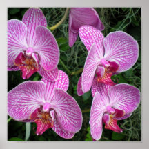 orquídeas poster