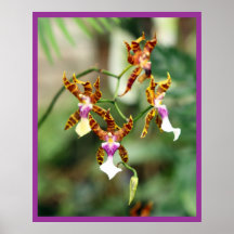 Orquídeas Impresiones