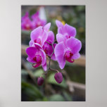 Orquídeas púrpuras en la floración poster