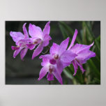 Orquídeas púrpuras poster