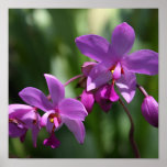 Orquídeas púrpuras salvajes en el poster
