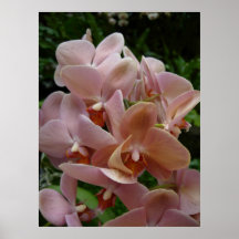 Orquídeas rosadas poster