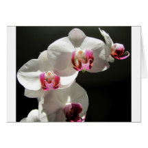 Orquídeas Tarjeton