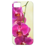 Orquídeas tropicales iPhone 5 carcasas