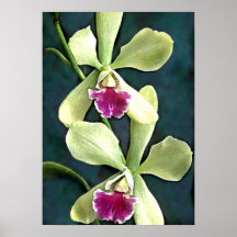 Orquídeas verdes y púrpuras de Cattleya Impresiones