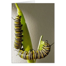 Orugas de la mariposa de monarca - tarjeta