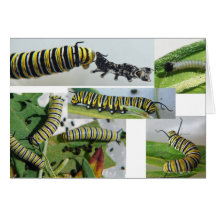 Orugas de la mariposa de monarca tarjetón