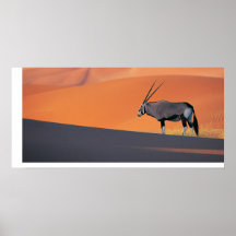 Oryx Posters
