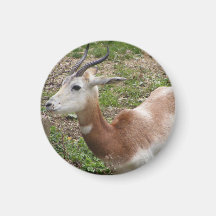 Oryx Scimitar-De cuernos joven Imán De Frigorífico