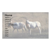 Oryx Scimitar-De cuernos Tarjeta De Visita