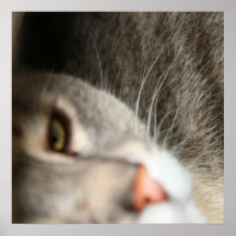 Oso #1 del Poster-Peluche