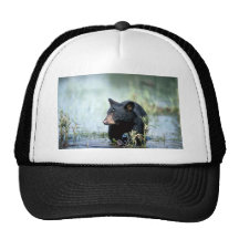 Oso-cachorro negro en pantano del verano gorro de camionero