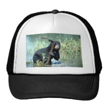 Oso-cachorro negro en pantano del verano gorros  