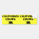 Oso crecido California Etiqueta De Parachoque