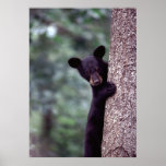 Oso Cub negro Impresiones