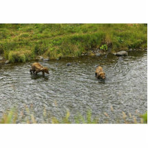Oso Cubs de dos Brown en el río Esculturas Fotograficas