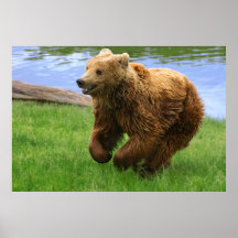 Oso de Brown de funcionamiento Posters