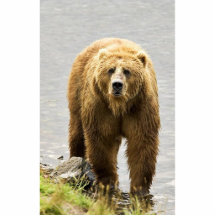 Oso de Brown Esculturas Fotográficas