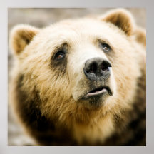 Oso de Brown Impresiones