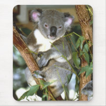 Oso de koala alfombrillas de ratón