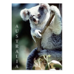 Oso de koala de Australia Tarjetas Postales