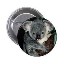 Oso de koala lindo pins