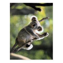 Oso de koala tarjetas postales