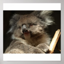Oso de koala impresiones