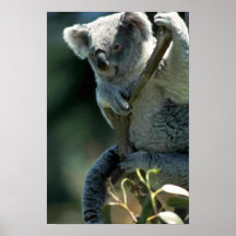 Oso de koala posters