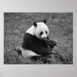 Oso de panda (negro y blanco) impresiones