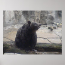 oso del oso impresiones